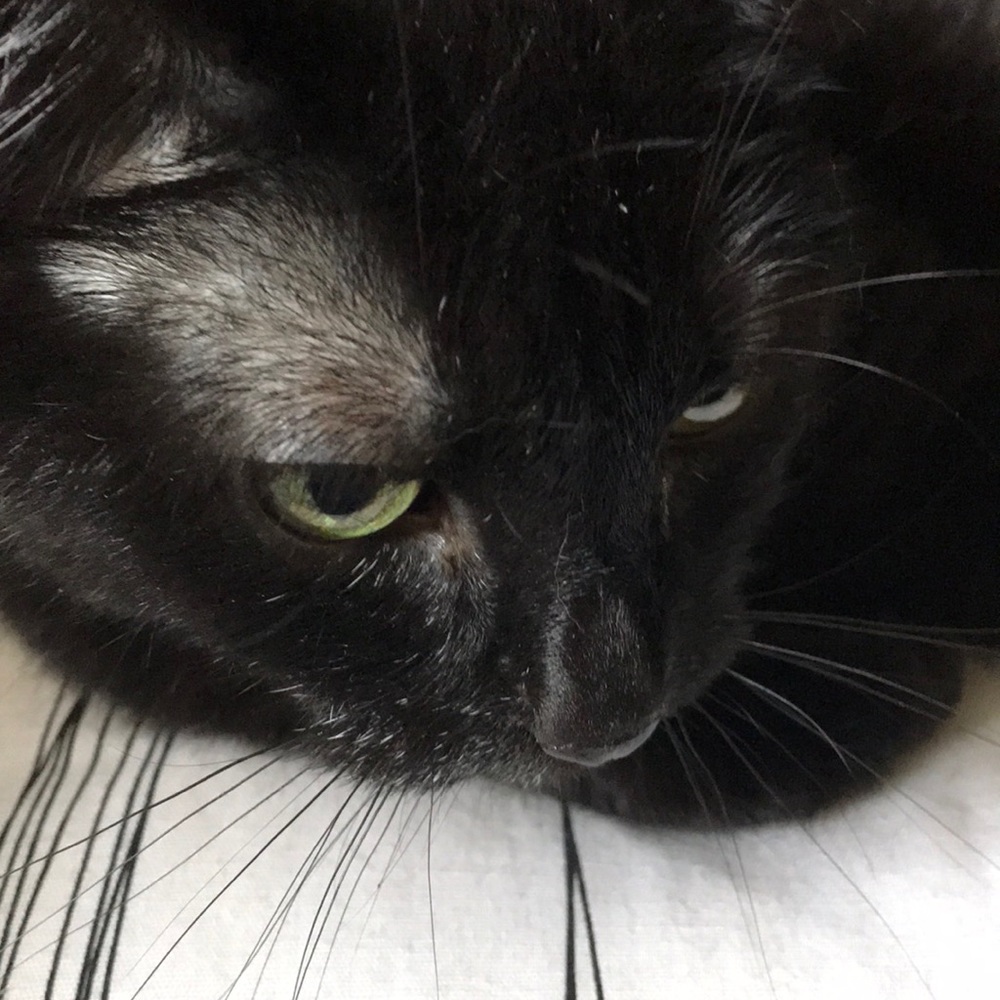 Meet your Posher, Elizabeth